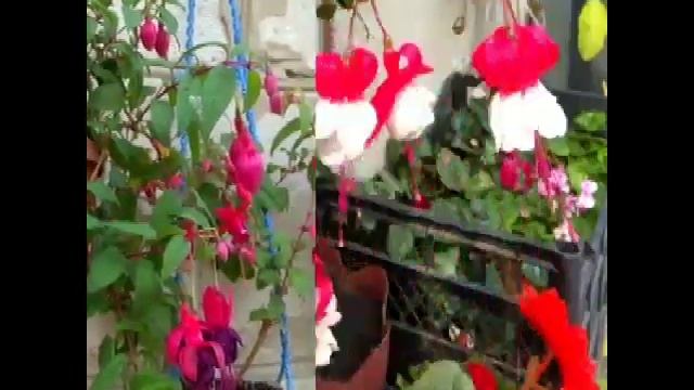 Фуксии. Фото подборка. смотреть онлайн