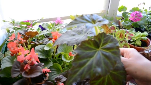 Обзор цветов выращенных из семян. Колеус, бегония. виола. смотреть онлайн