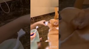 ОЧЕНЬ МНОГО СМЕШНЫХ ВИДЕО С КОРГИ