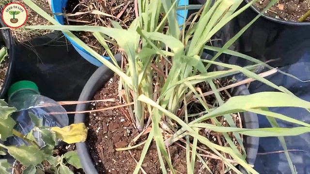 How to Grow Lemongrass Free at Home | Lemongrass Benefits | Lemongrass Harvest смотреть онлайн