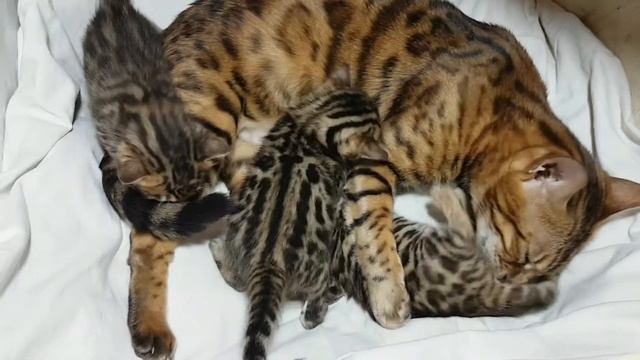 Голубые глазки #13 смотреть онлайн