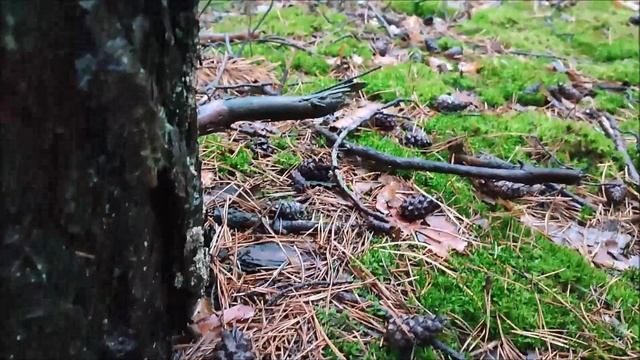 Шли, шли мы по лесу и нашли... смотреть онлайн