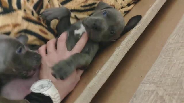 Голубые Прайтеры смотреть онлайн