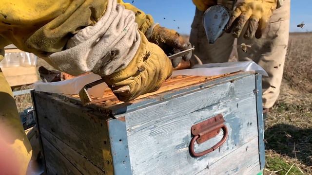 Осмотр ульев сельскохозяйственного кооператива «Мёд Карелии» смотреть онлайн