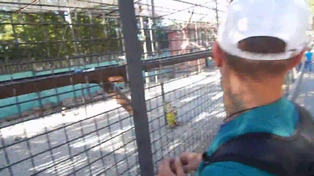 Парк Львов Тайган смотреть онлайн