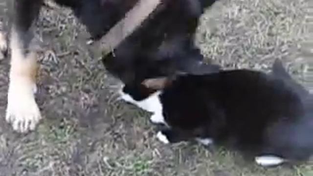 Собака против Кота ( Сat vs Dog ) смотреть онлайн