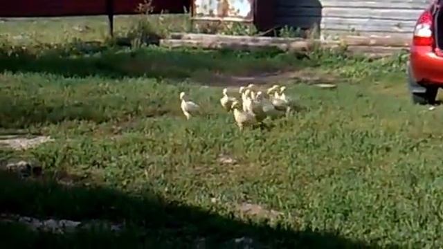 КОМАНДА  ДЛЯ ГУСЕЙ