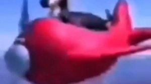 собака летит на самолёте