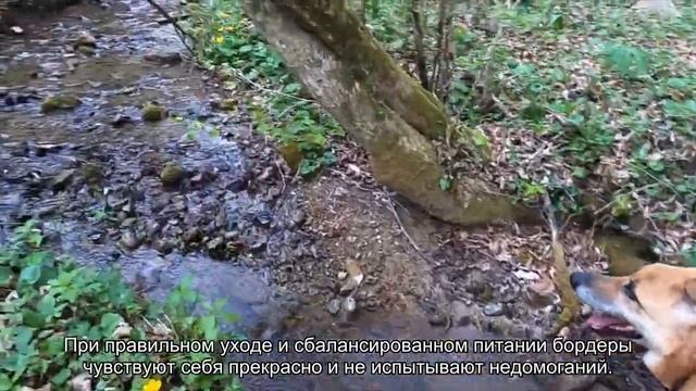 Бордер-терьер смотреть онлайн