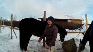 Наша лошадь Русский рысак//Характер, особенности породы.