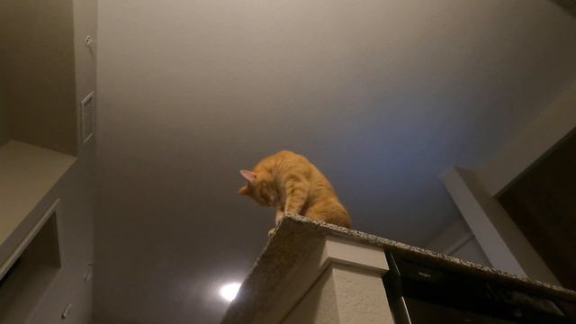 I followed my cat with a gopro here's what happened смотреть онлайн