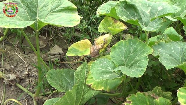 Как определить спелость тыквы на огороде. Внешние признаки спелости плодов тыквы смотреть онлайн
