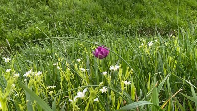 Стих: не упускай возможность смотреть онлайн
