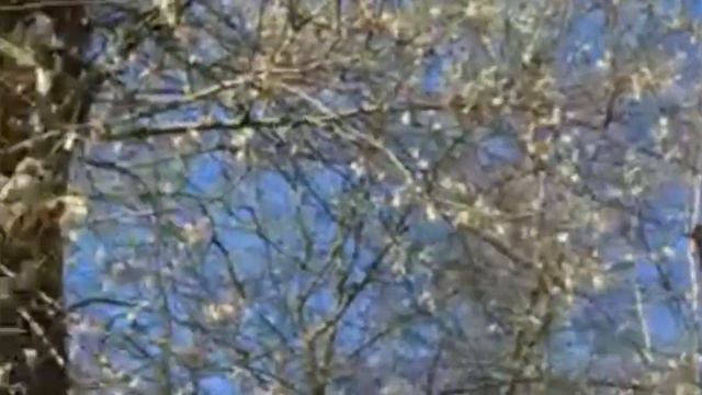 Германия. Дуйсбург.Март 2022г. Ланшафтпарк смотреть онлайн