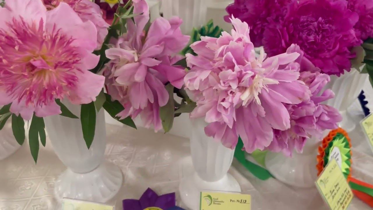 ЛУЧШИЕ СОРТА ПОЗДНИХ ПИОНОВ на выставке клуба Цветоводы Москвы 18 июня 2024г смотреть онлайн