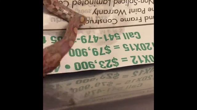 Lavender Corn Snake eating смотреть онлайн