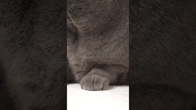 Легко любить с Pet Diet! смотреть онлайн