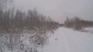 Загонная охота на копытных, удача улыбнулась, добыты два лося!