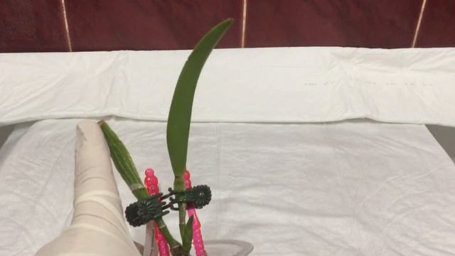 Реанимация каттлеи без корней - хороший метод смотреть онлайн