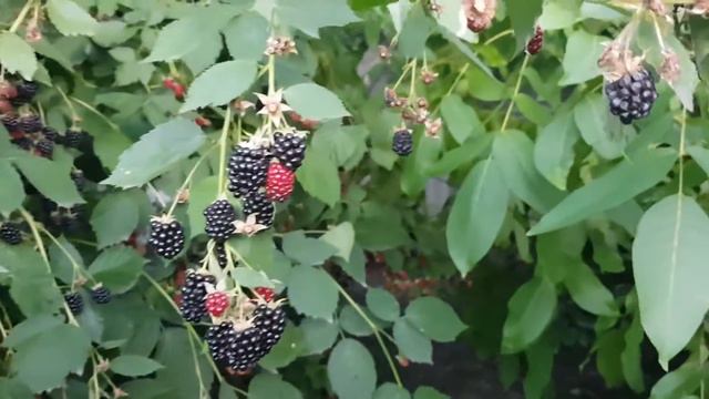 Дом в цветах еще позже вечером, закатное небо, ежевика, продолжаем разговор смотреть онлайн