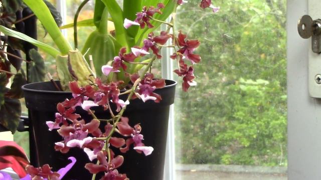 Orchid Update & Growing Tips смотреть онлайн