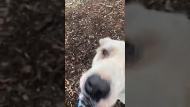 Symiko.ru | Собака Джамал ищет дом. Отдаем бесплатно. Собаки в дар в добрые руки. смотреть онлайн