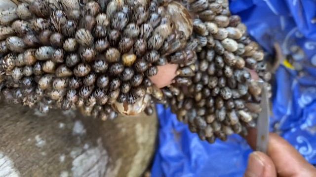 remove the seeds at the base of the areca tree смотреть онлайн