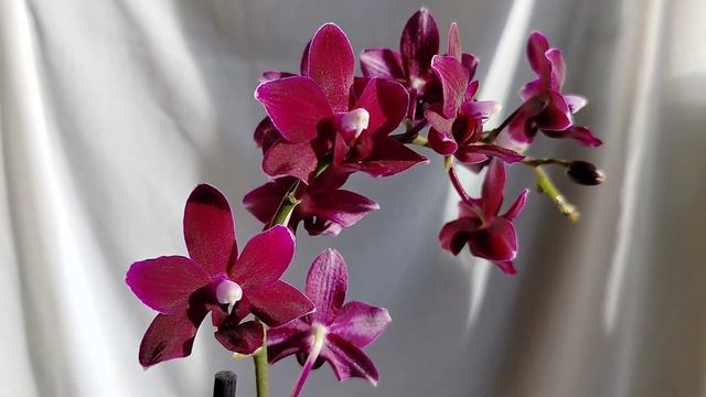 Чёрная жемчужина Black Pearl, размер цветка 4-4,5 см. Размах листьев 57 см. Слабый, нежный аромат. смотреть онлайн