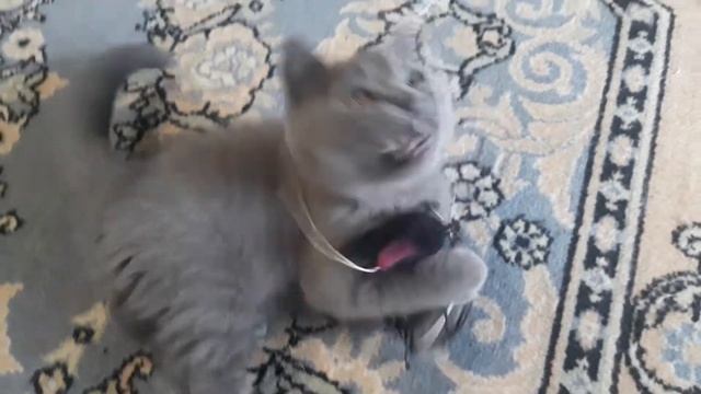 Котенок Джибджик играет с мышкой / КОШКИН ДОМ смотреть онлайн