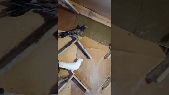 продаю бакинские голуби широкохвостые чубатые ЛОХМОНОГИЕ смотреть онлайн