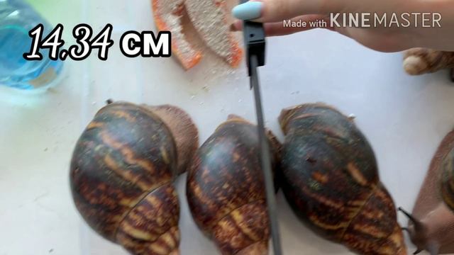 Архахатина Маргината Овум смотреть онлайн