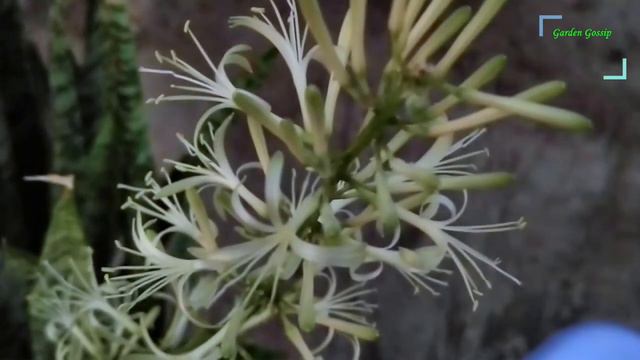 Snake Plant Care || sansevieria plant ko flowering pe kaise laye смотреть онлайн