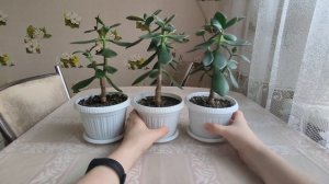 22.02.2022. Денежное дерево. Толстянка. Крассула. Три способа формирования. Весенние стимуляции.