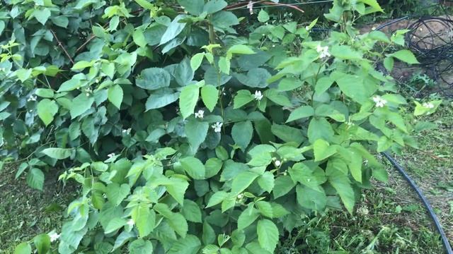 Ежевика Фридом и другие сорта на 12 июня. смотреть онлайн