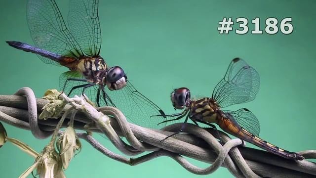#3186. Стрекозы (В мире животных) смотреть онлайн