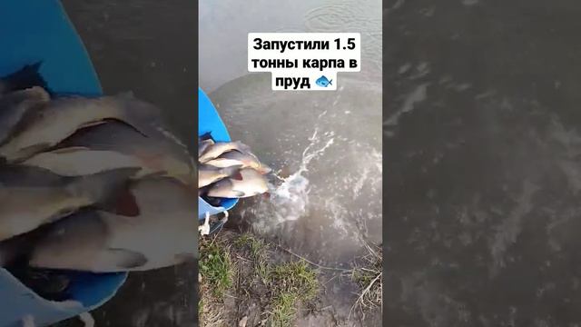 Запустили 1.5 тонны карпа в пруд смотреть онлайн