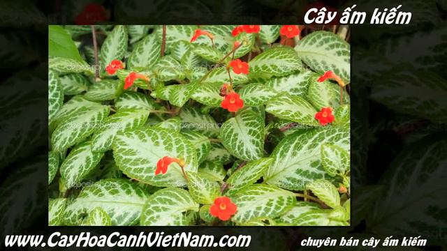 Giá bán cây ấm kiếm смотреть онлайн