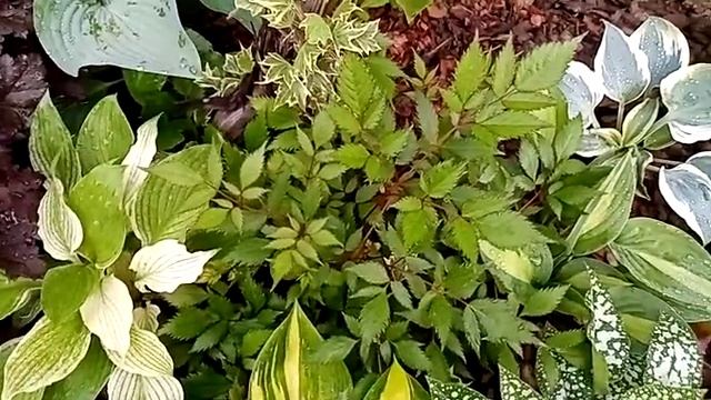 Пёстрый ковёр в тенистой части сада. В гостях у Марины. смотреть онлайн