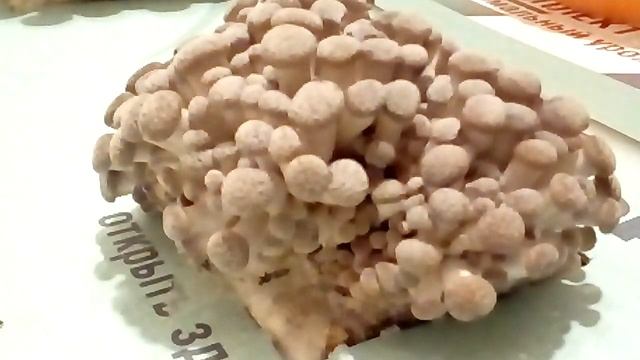 рост гриба Вешанки ouster mashrooms timelaps смотреть онлайн