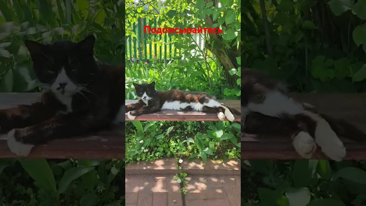 Белая Лапка отдыхает на лавочке! смотреть онлайн