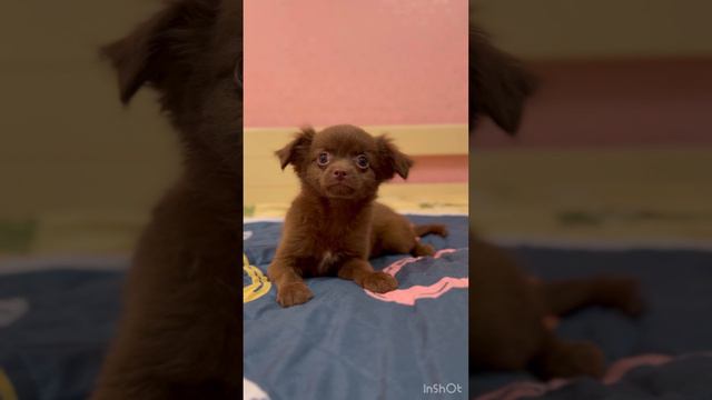 Мальчик шоколадный смотреть онлайн