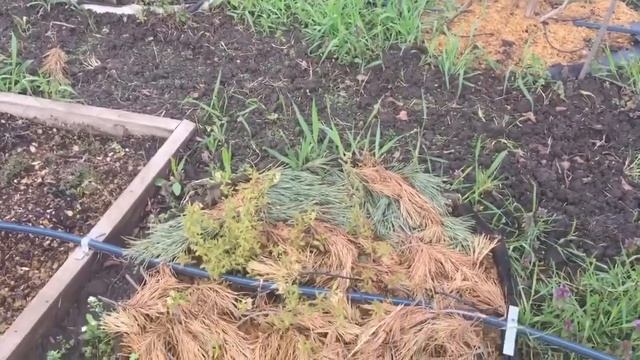 МЕГА посадки! Пора опять косить КЛЕВЕР! Борьба с ОДУВАНЧИКАМИ!!! смотреть онлайн