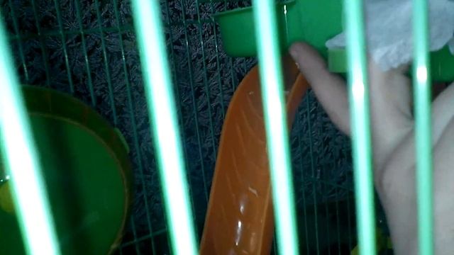 1 часть как определить что ваша хомячиха беременна смотреть онлайн
