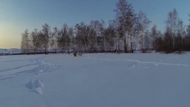 Кавказские овчарки из Белого лекаря - Мановар  и Вера - Http://www.beliy-lekar.ru