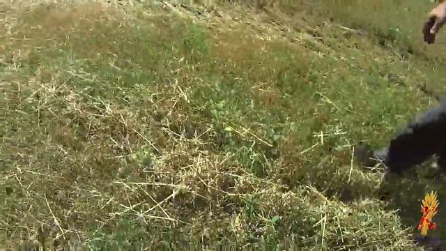 30-й, 31-й рабочий день. 4-й и 5-й день уборки. Начинаем молотить пшеницу! смотреть онлайн