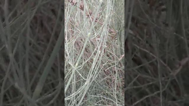 Полският хвощ (Equisetum arvense) смотреть онлайн