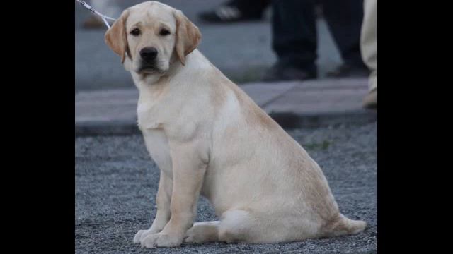 Боб и Маруся смотреть онлайн