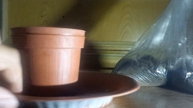 что нужно чтоб вырастить арбуз у себя в комнате 1 часть смотреть онлайн