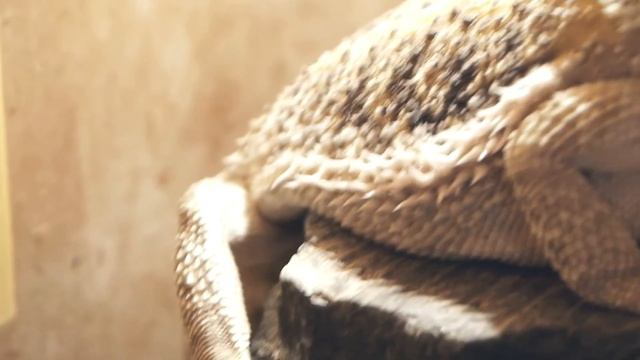 15 Бородатая агама, кишиневский зоопарк , FullHD смотреть онлайн