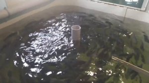 Как растет форель в УЗВ ( за ЧЕТЫРЕ месяца с 10 грамм)